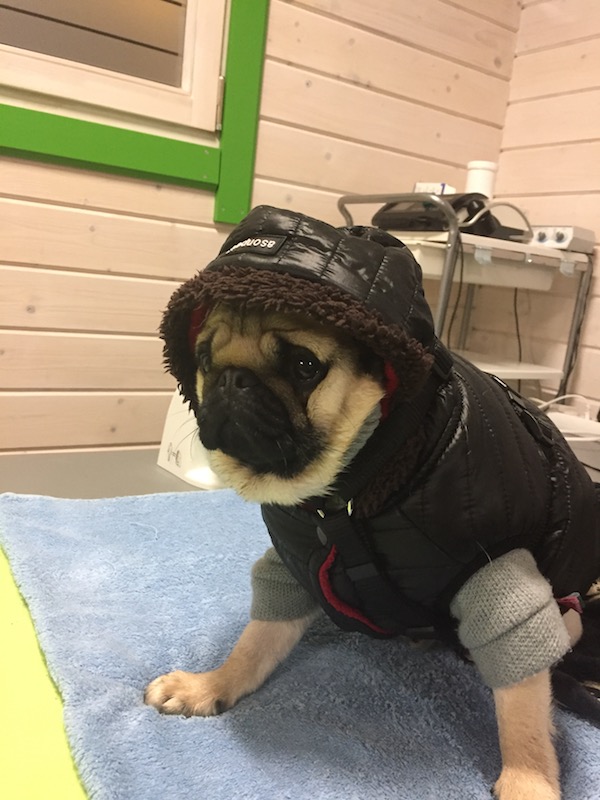 Mops in Lederjacke