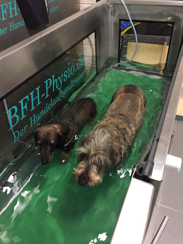 Zwei Hunde im Unterwasserlaufband